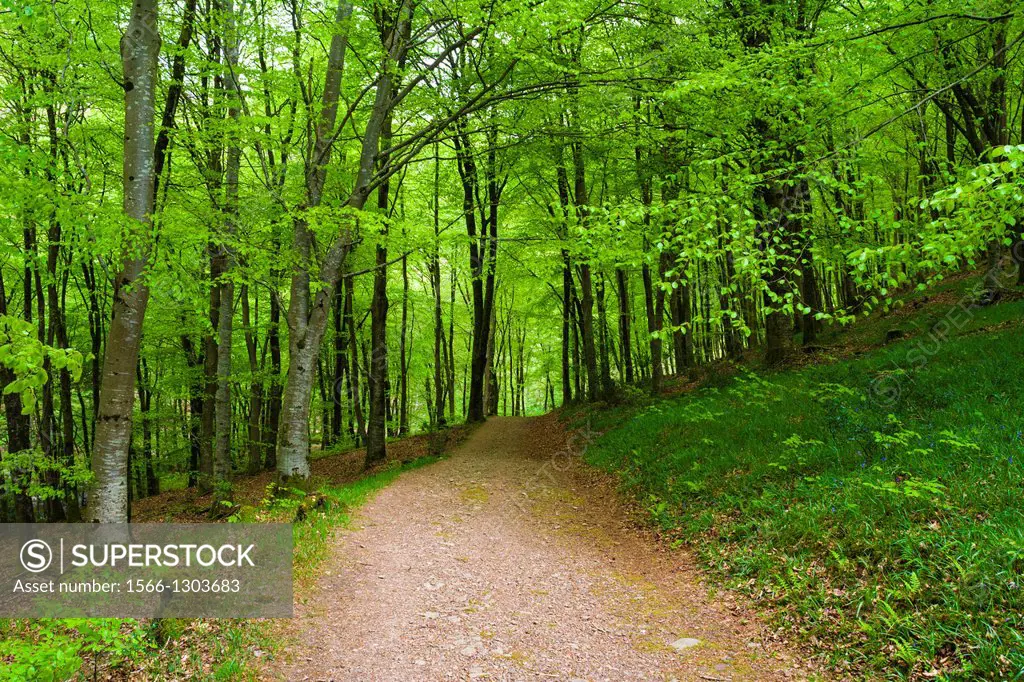 Pathway though Beech trees in Barton Wood, Exmoor National Park, Devon, England.