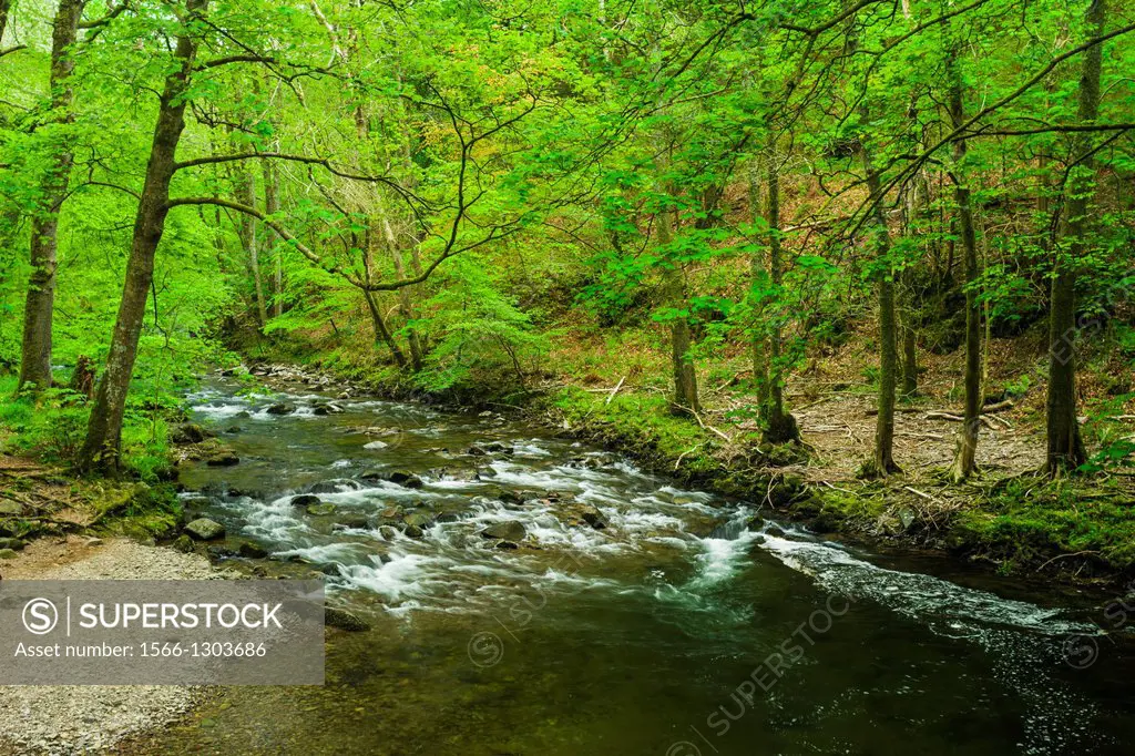 The East Lyn River during spring in Barton Wood, Exmoor National Park, Devon, England.