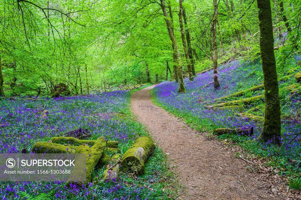 Bluebells in Barton Wood, Exmoor near Rockford, Devon, England.