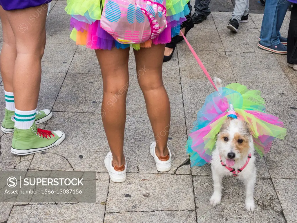 Dog fancy dress day at Las Palmas carnival on Gran Canaria, Canary Islands, Spain.