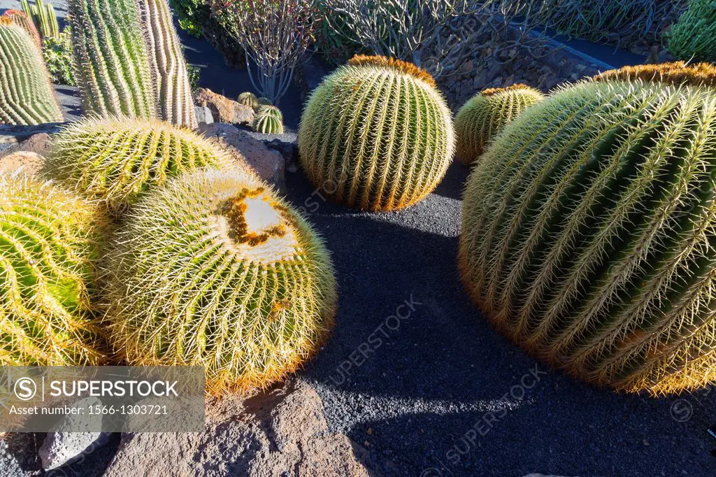 Golden Barrel Cactus or Golden Ball (Echinocactus grusonii).