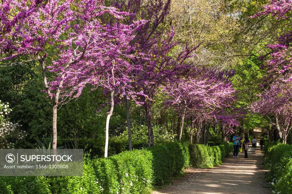 Judas trees in blossom at springtime in the Retiro Park in the centre of Madrid, Spain.
