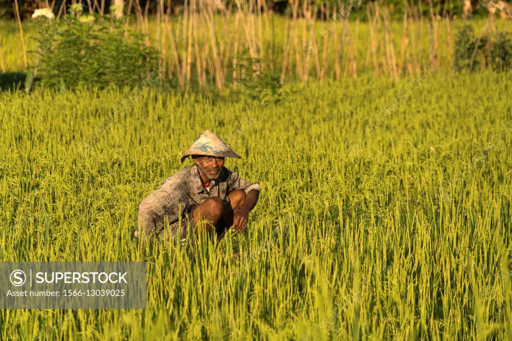 farmer in a rice field in Moni, Flores, Indonesia, Asia.