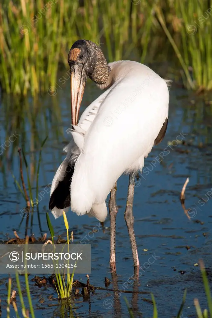 Wood Stork - Green Cay Wetlands - Boynton Beach, Florida USA.
