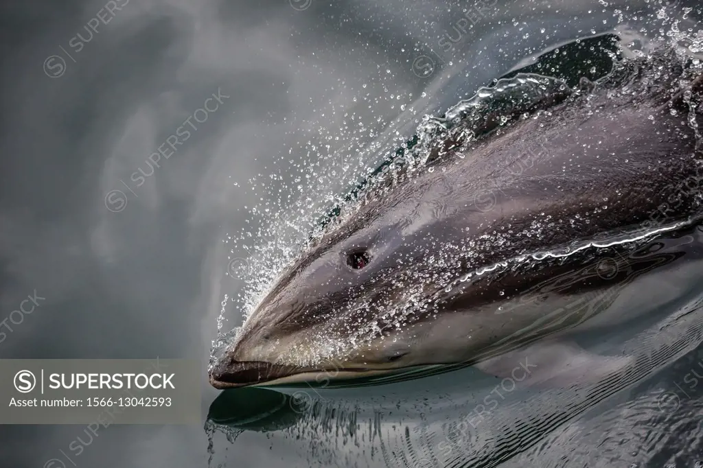 Pacific white-sided dolphin, Lagenorhynchus obliquidens, surfacing in Johnstone Strait, British Columbia, Canada.