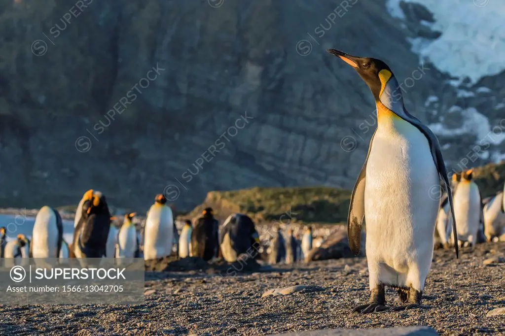 King penguins, Aptenodytes patagonicus, in early morning light at Gold Harbor, South Georgia.