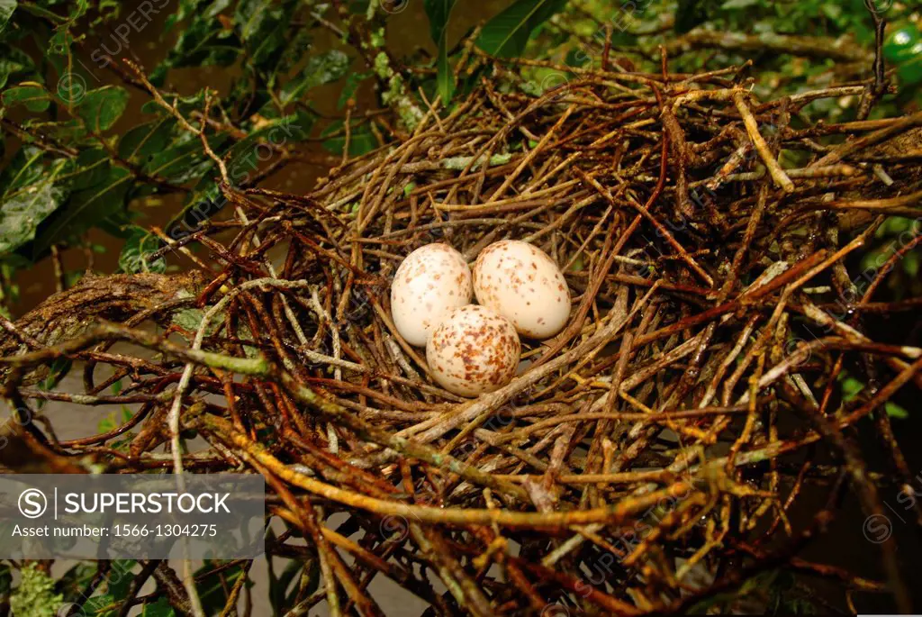 Eggs of Hoatzin (Opisthocomus hoazin) on nest, Venezuelan plains.