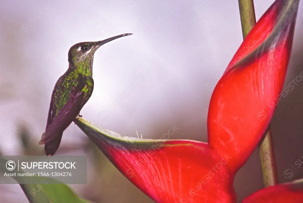Violet-fronted brilliant (Heliodoxa leadbeateri), female bird perched on a Heliconia flower in the cloud forest of northern Venezuela.