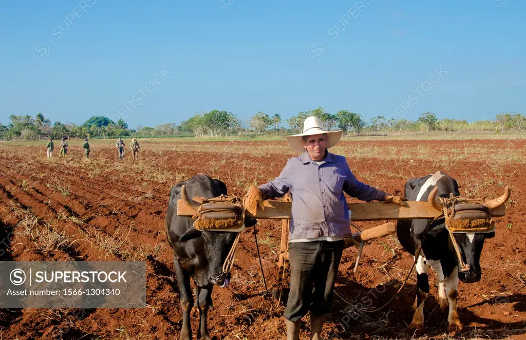 Trinidad Cuba farmer with traditional plow with oxen in rich Cuban soil planting corn.