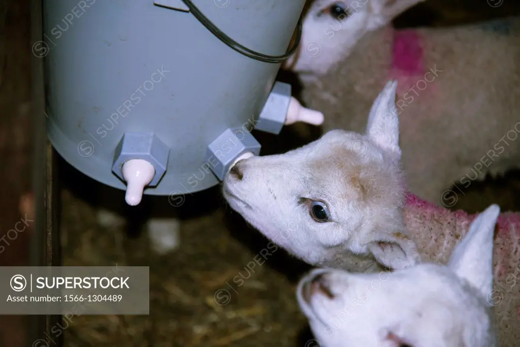 lambs drinking milk from bucket in barn, the Netherlands