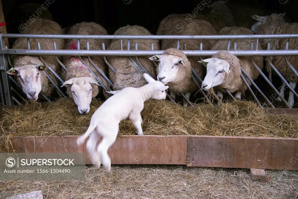 jumping lamb and sheep in barn, the Netherlands