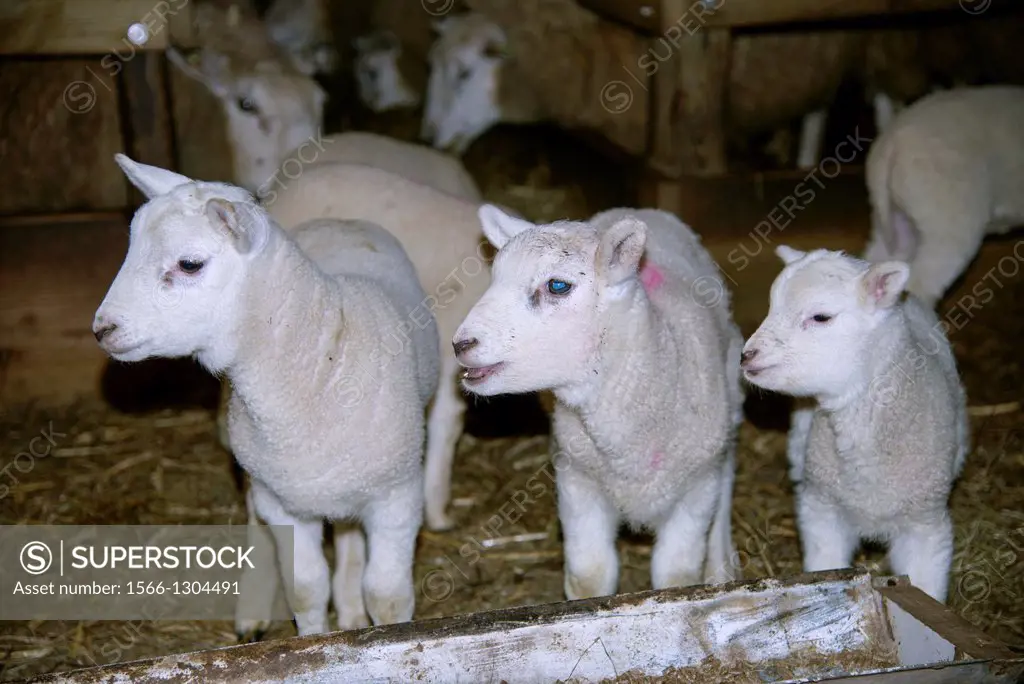 sheep in barn, the Netherlands