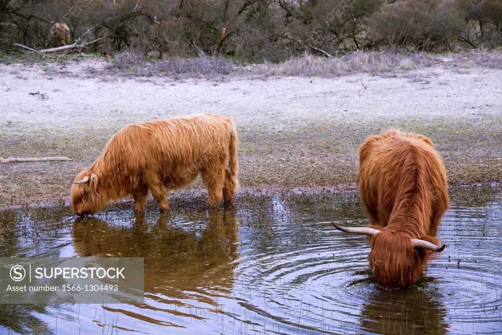 two hairy galloway cows drinking in pool in the dunes in Wassenaar, the Netherlands
