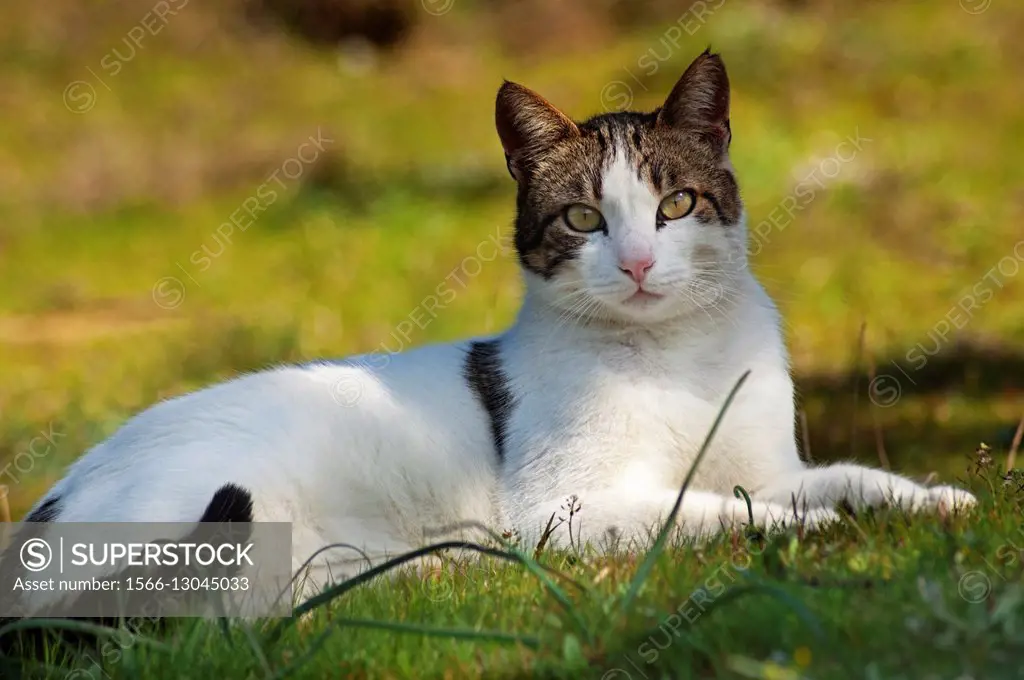 Portrait of a cat lying in the garden and looking at camera.