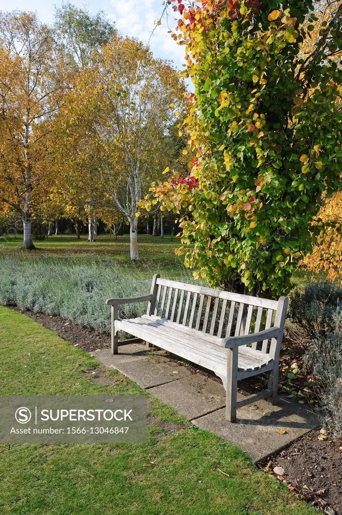 Garden bench in Cambridge Botanic Garden.