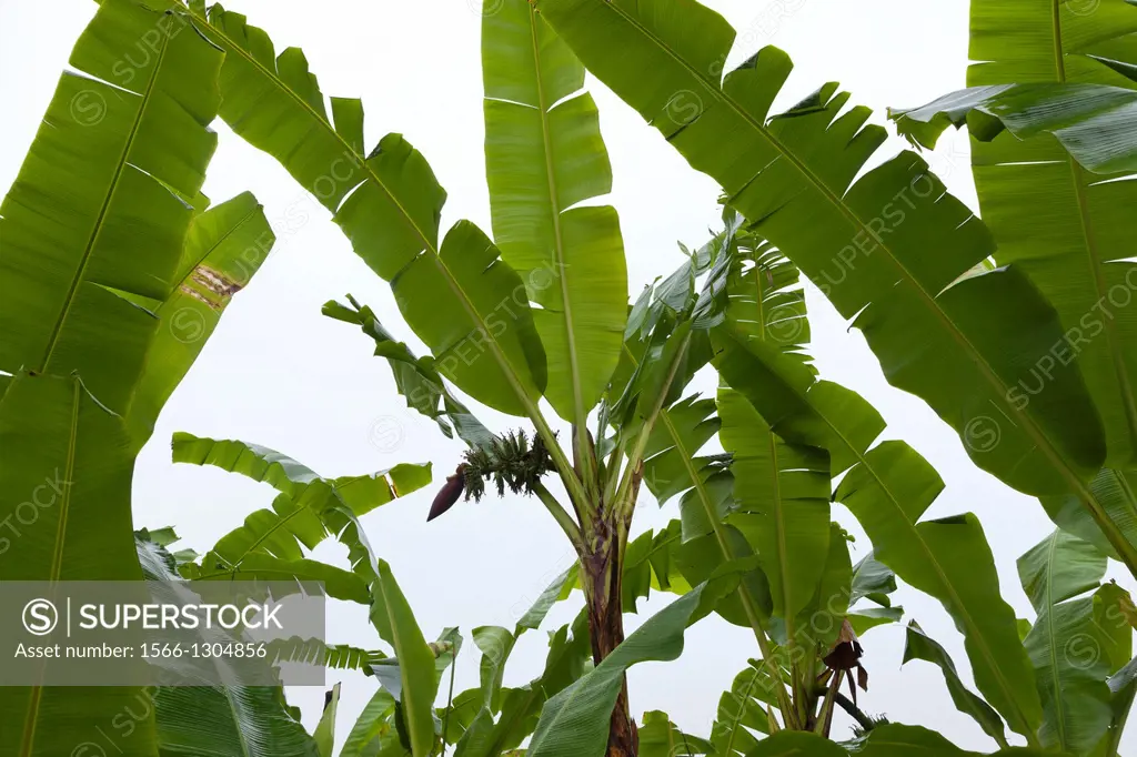 Banana crops near Filobobos River, Veracruz, Mexico.