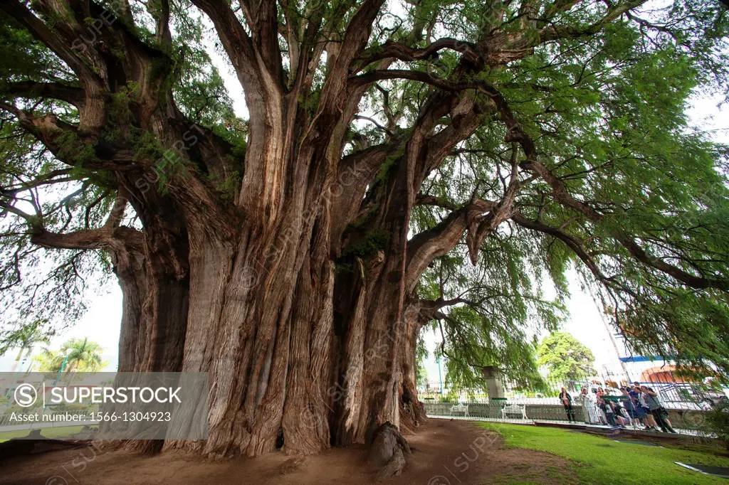 Tule Tree at Oaxaca, Mexico: The biggest tree of the world.