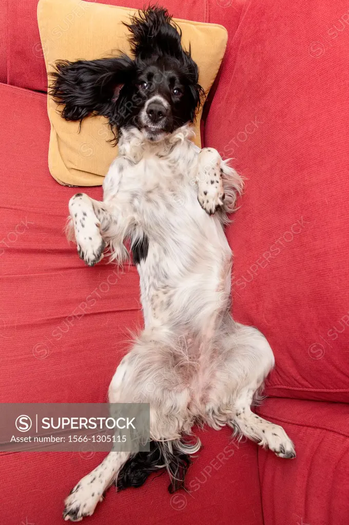 A playful 1 year old English Springer Spaniel on a sofa in the Uk.
