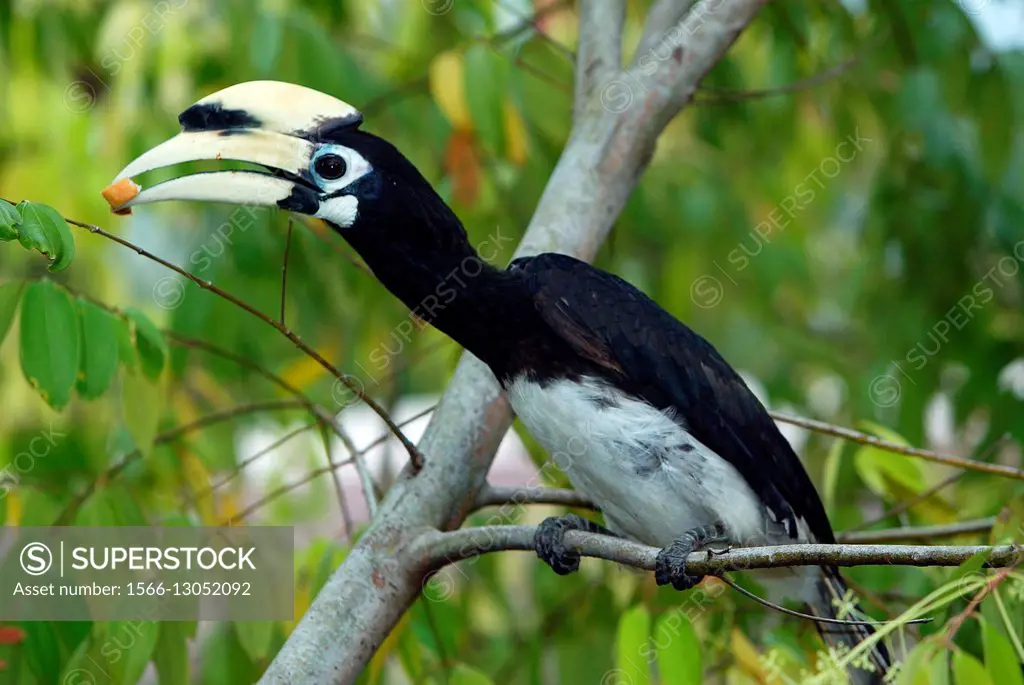 Hornbill eats bread crust in tree Pulau Pangkor island Malaysia.