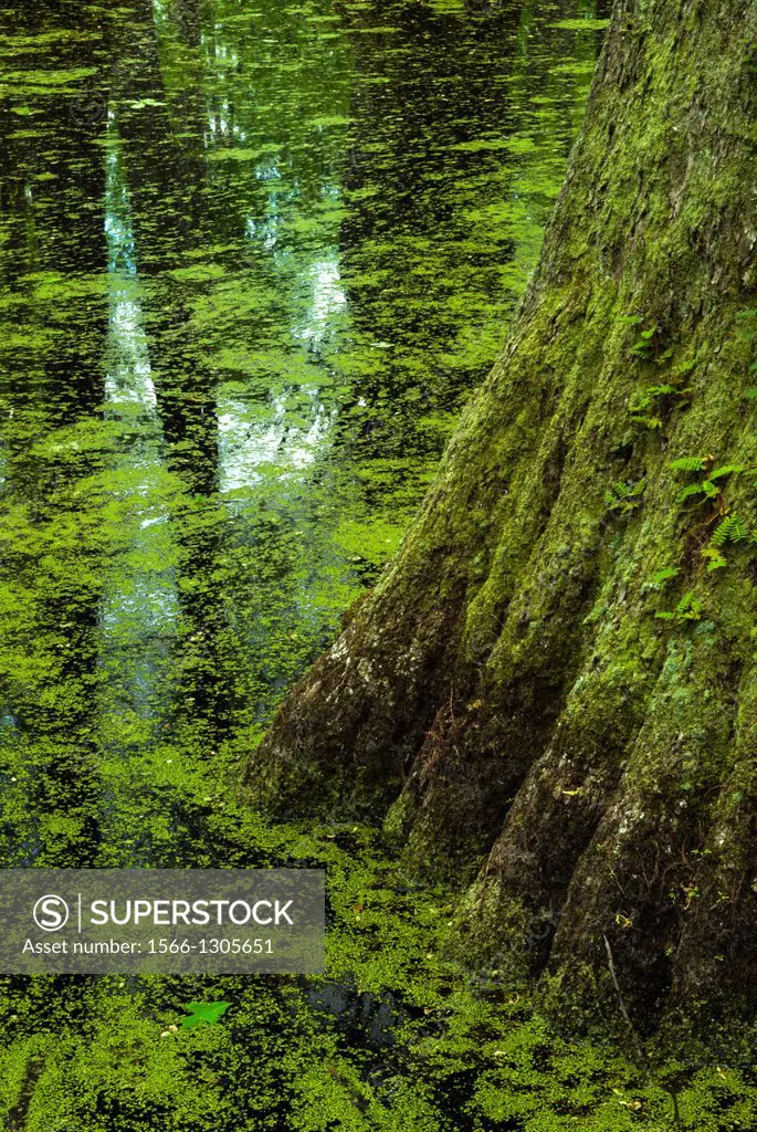 Cypress Swamp, Natchez Trace, Mississippi.