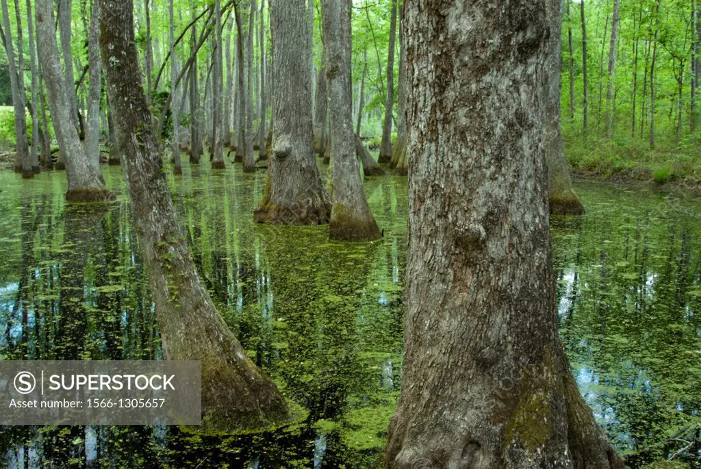 Cypress Swamp, Natchez Trace, Mississippi.