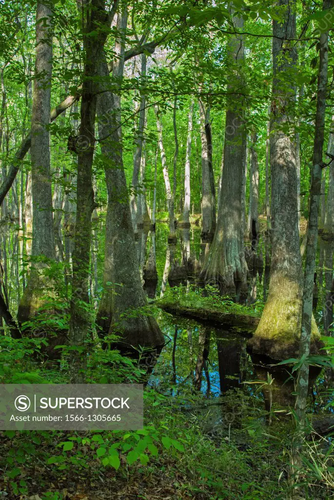 Cypress Swamp, Natchez Trace, Mississippi.