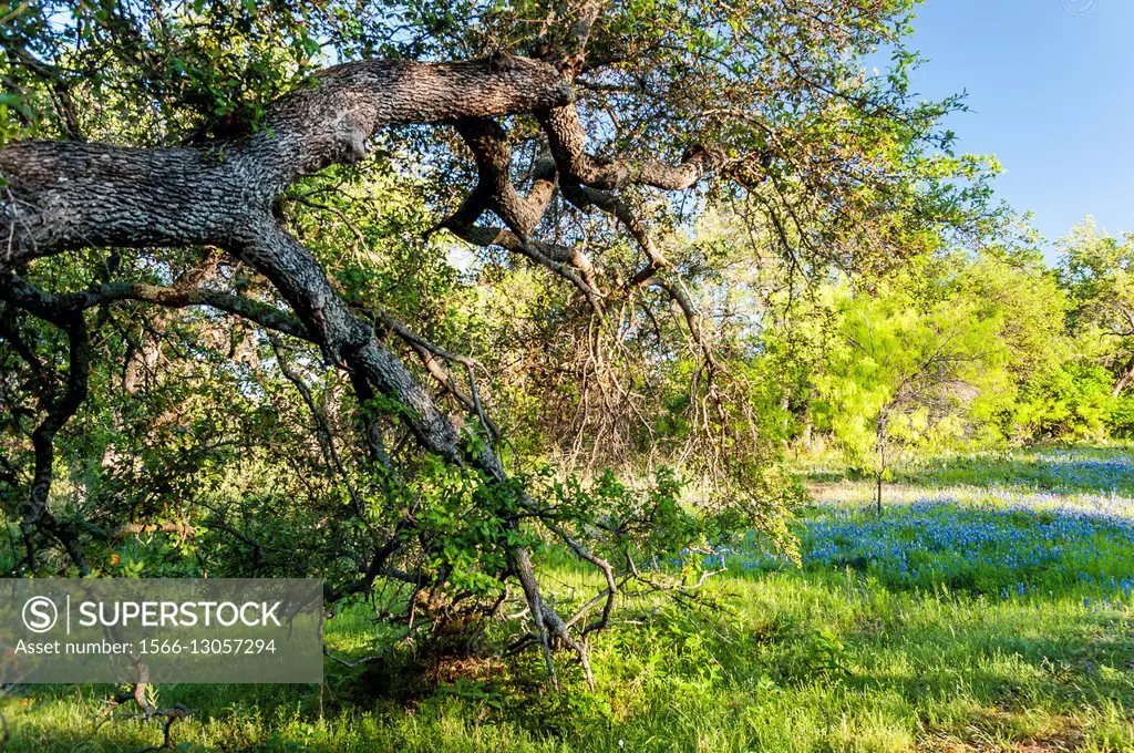 Branch shapes of a native oak tree and a field of wildflowers in Texas.