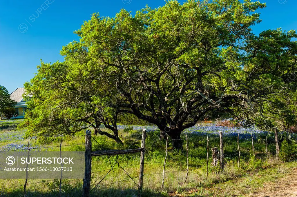 Native oak trees and a field of wildflowers in Texas.