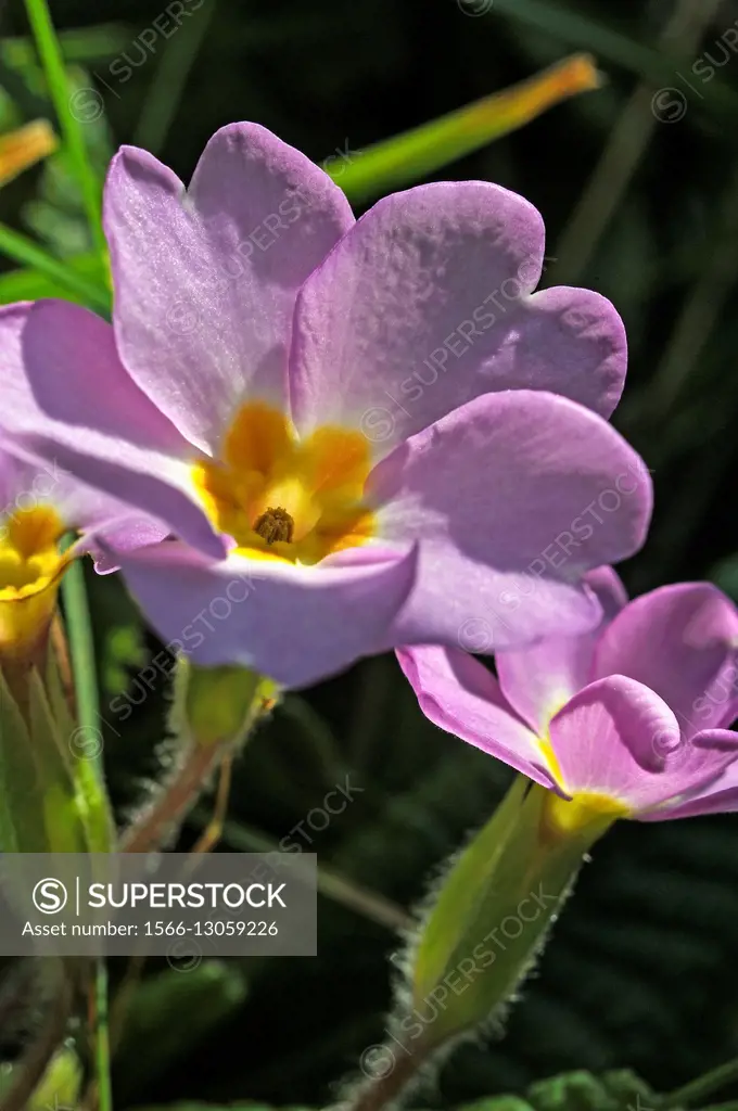 primrose flowers (Primula vulgaris).