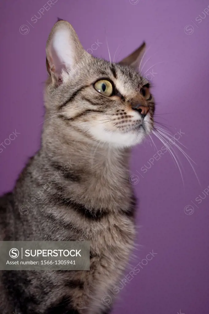 European cat with purple background