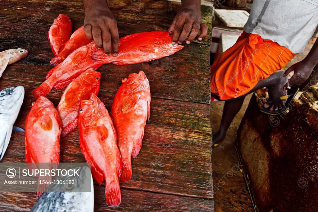 fish market in weligama, sri lanka.