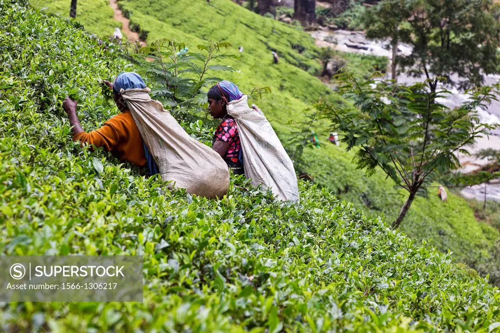 tea pickers in nuwara eliya, sri lanka.