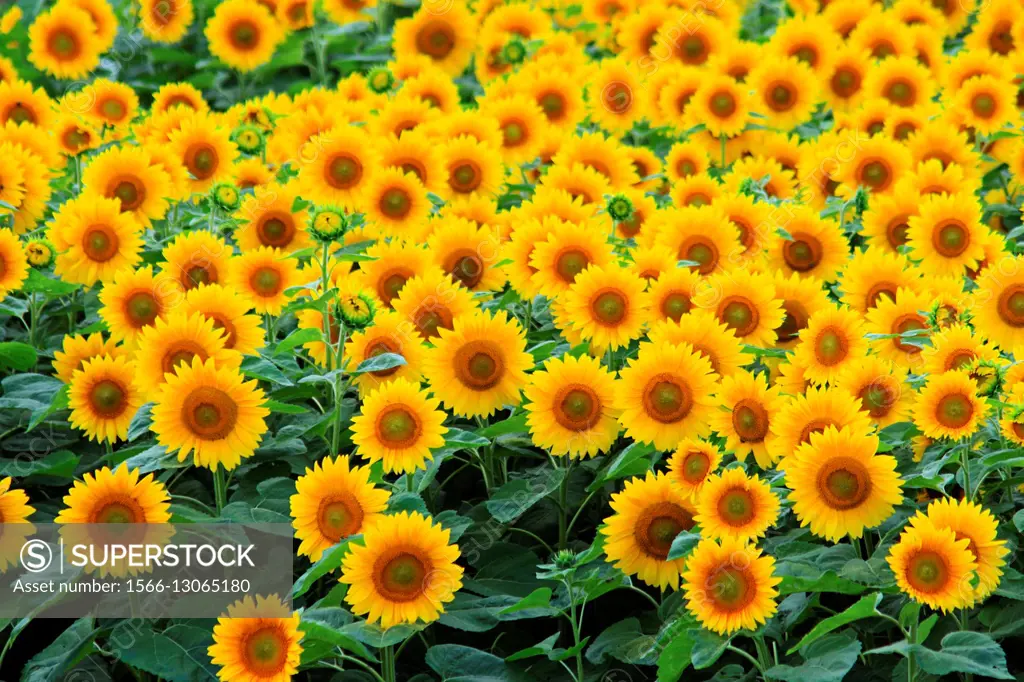 a field of sunflowers in PEI canada.