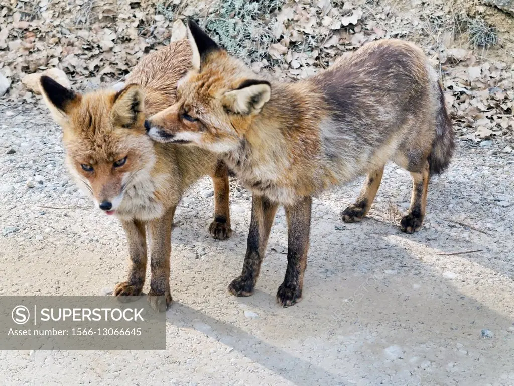 Foxes in Cazorla National Park. Jaen. Andalucía. Spain. Europe