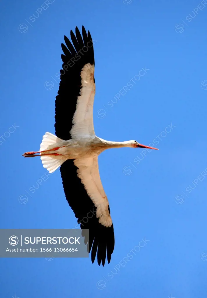 stork flying against blue sky, Lagos, Algarve, Portugal, Europe