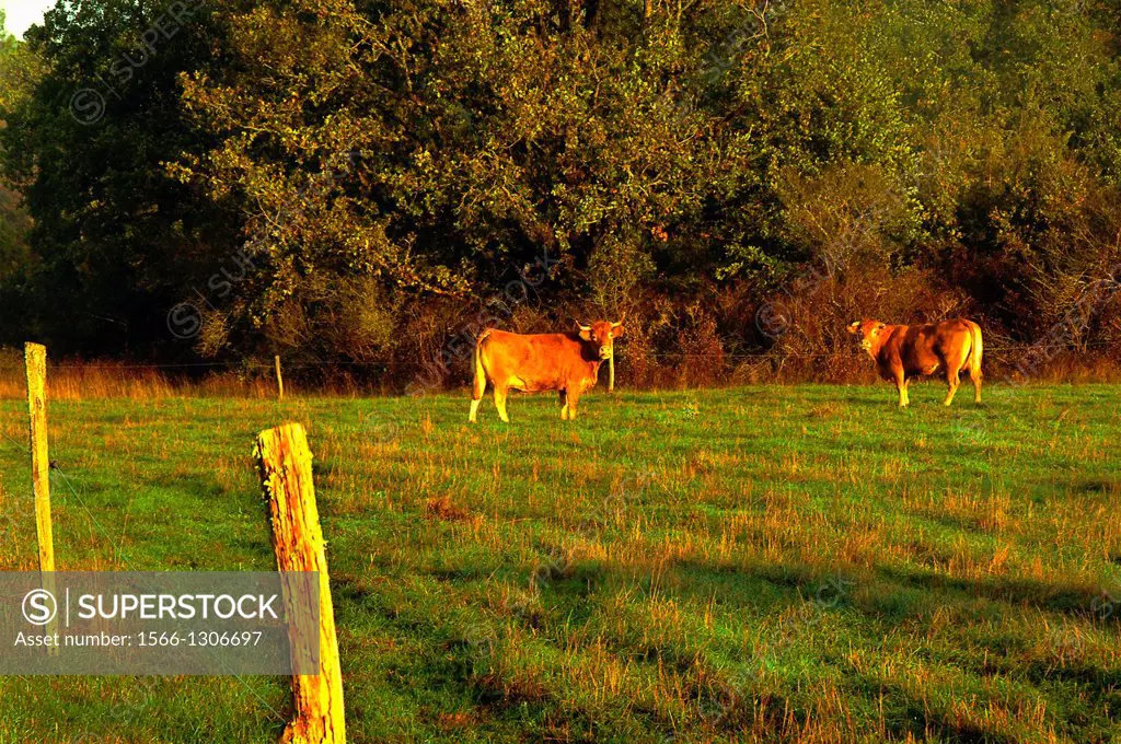 Limousin cows near Turenne, Corrèze, Limousin, France