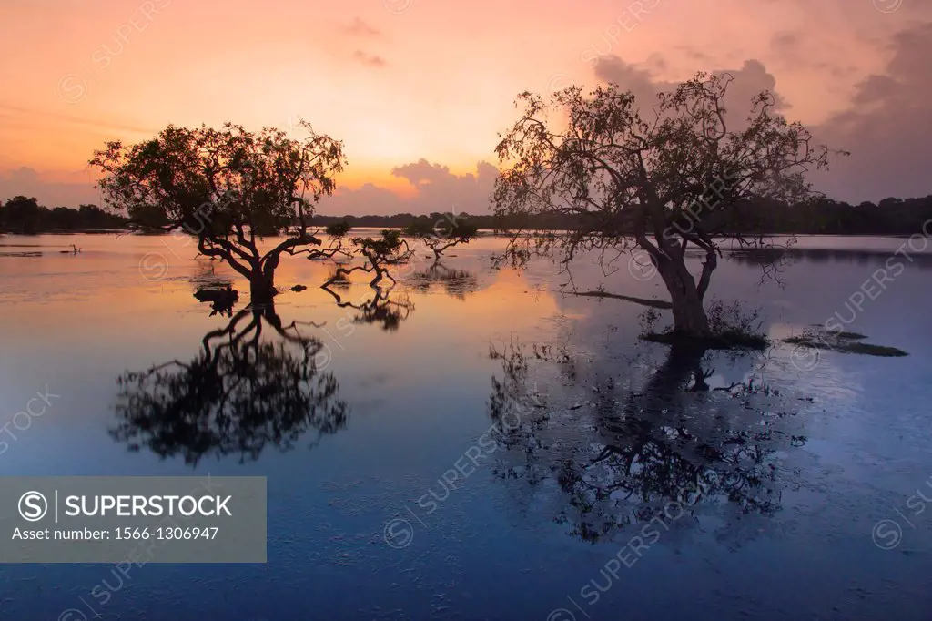 Dawn at Yala National Park Sri Lanka Indian sub-continent.