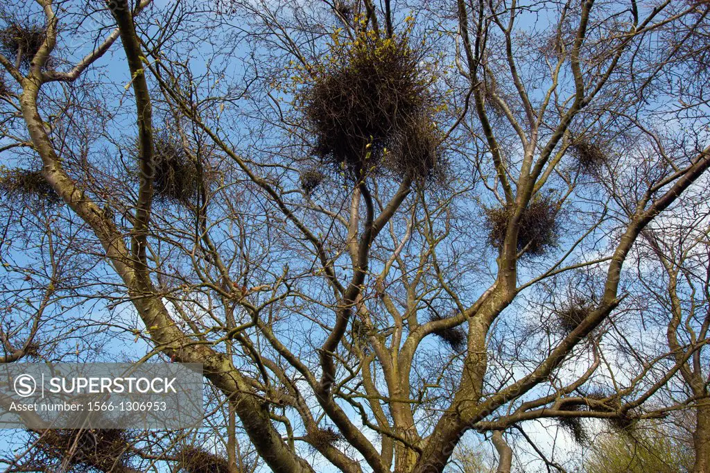Witches Broom desease on Silver Birch Tree Spring Norfolk.