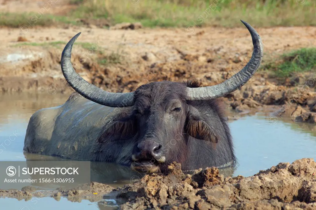 wild water buffalo Bubalus arnee.