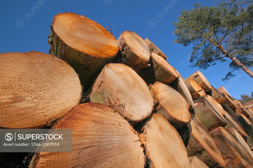 Scots Pines Pinus sylvestris log stack Norfolk.