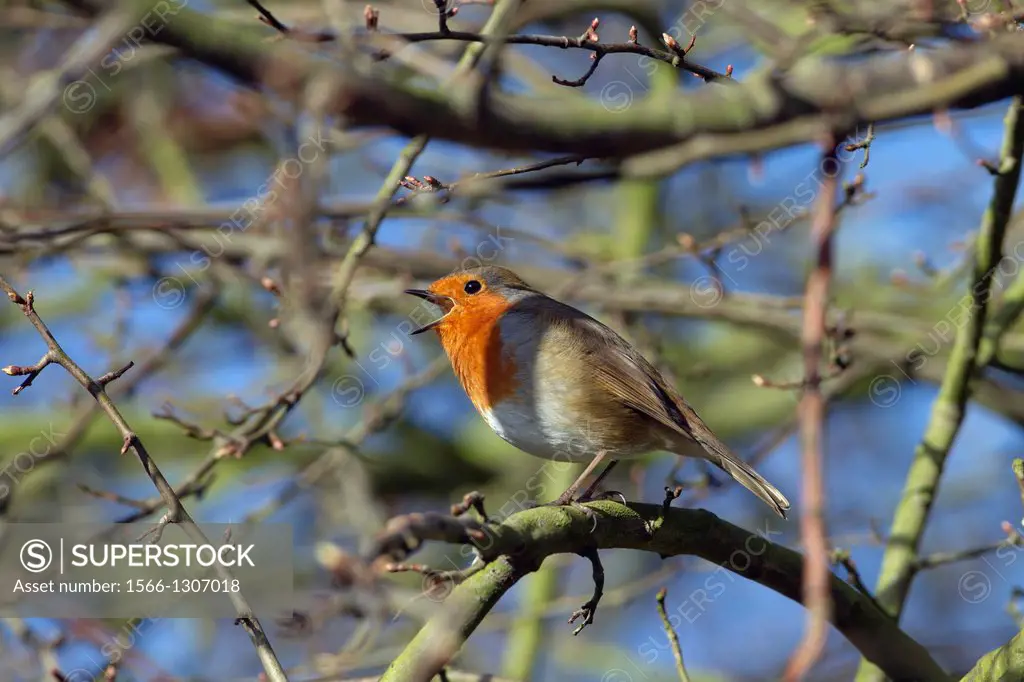 Robin Erithacus rubecula singing in late January.