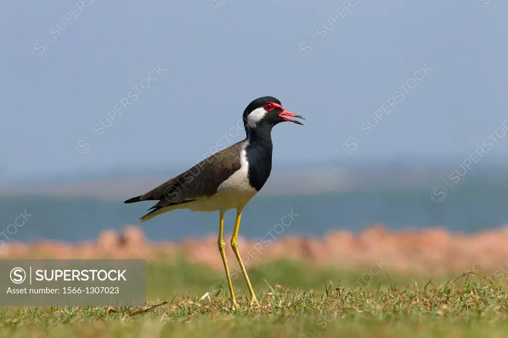 Red wattled Plover Vanellus indicus feeding by water.