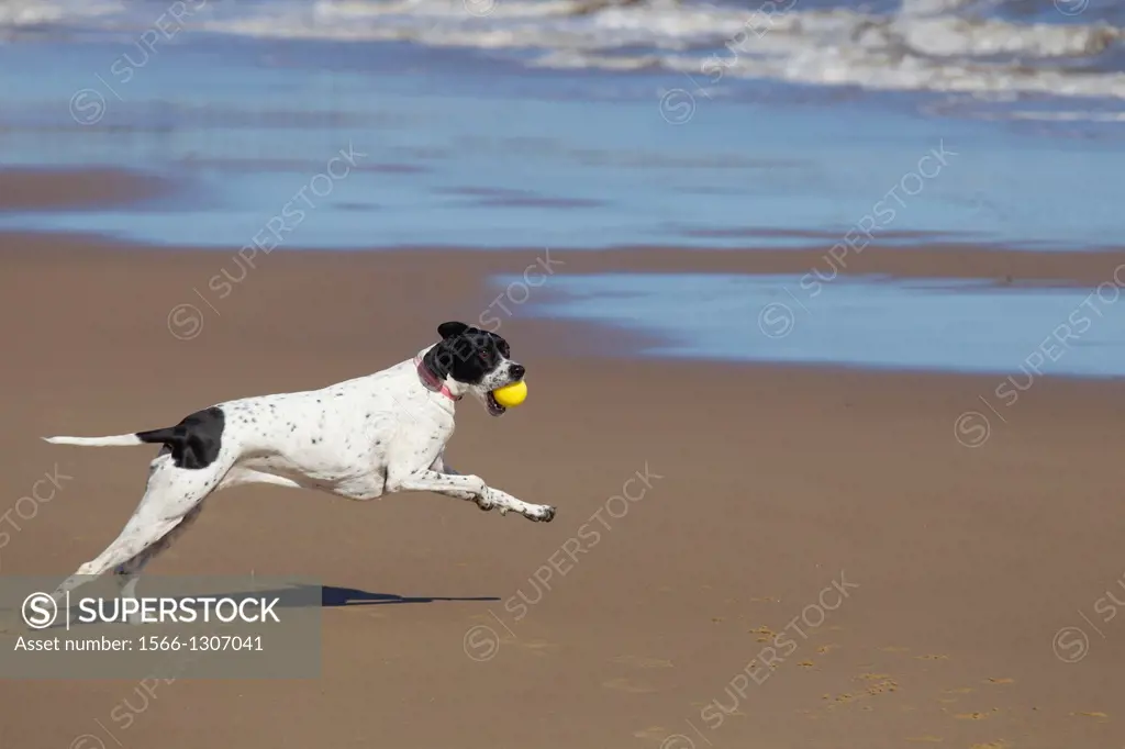 Yellow Labrador running along Norfolk beach.