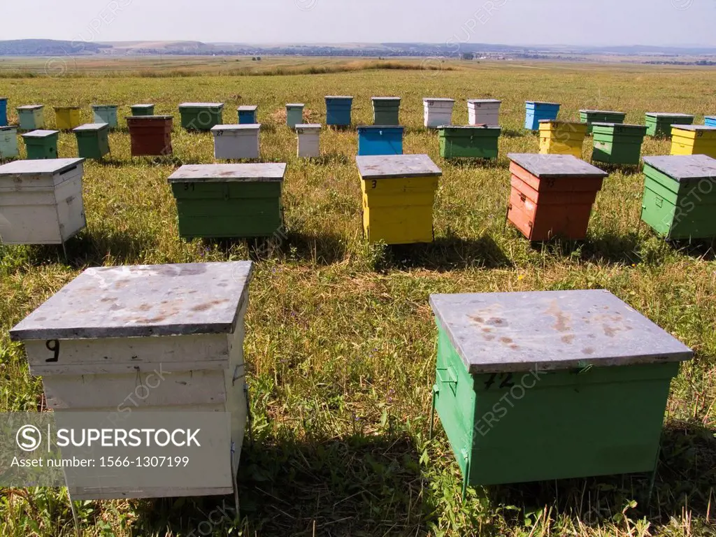 europe, romania, moldavia, south area of bacau, honey production.