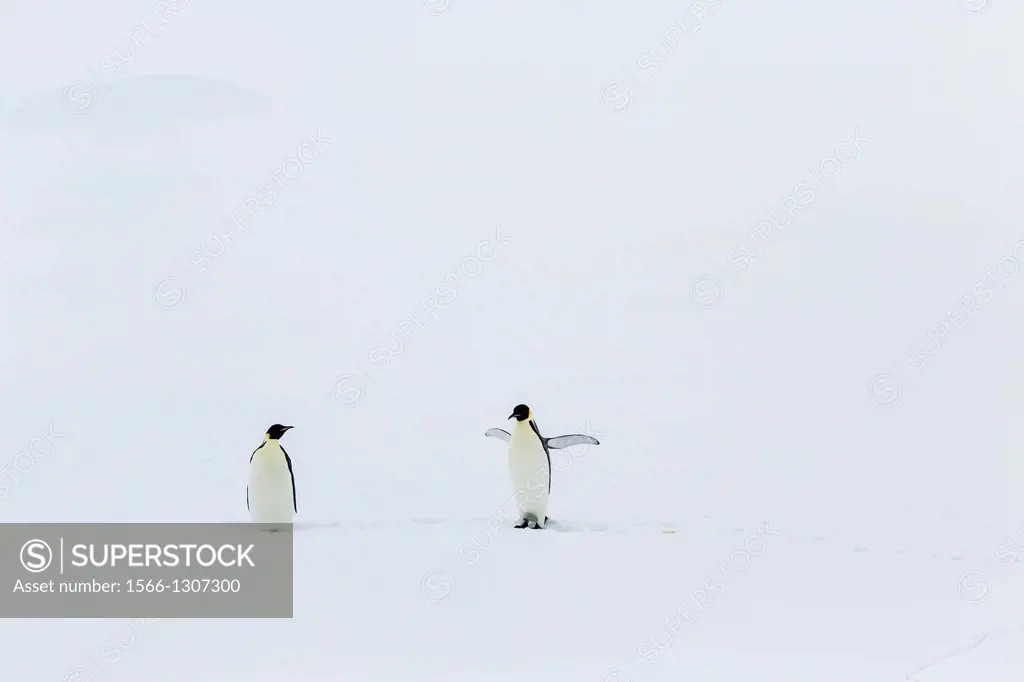 Adult emperor penguins, Aptenodytes forsteri, on sea ice in Crystal Sound, below the Antarctic Circle, Antarctica, Southern Ocean.