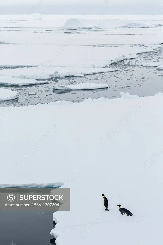 Adult emperor penguins, Aptenodytes forsteri, on sea ice in Crystal Sound, below the Antarctic Circle, Antarctica, Southern Ocean.