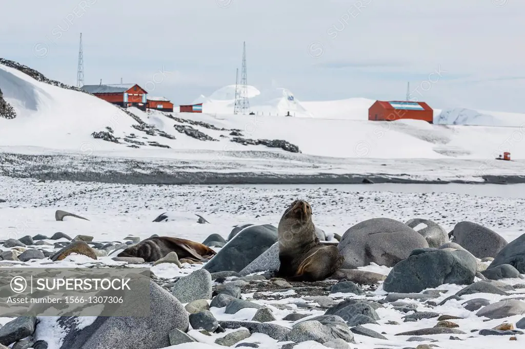 Adult Antarctic fur seals, Arctocephalus gazella, Half Moon Island, South Shetland Islands, Antarctica, Southern Ocean.