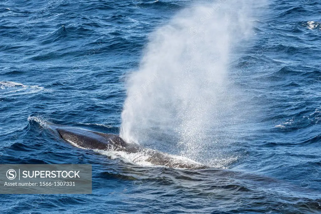 Adult fin whales, Balaenoptera physalus, in high speed pursuit of each other surfacing near Elephant Island, South Shetland Islands, Antarctica, South...