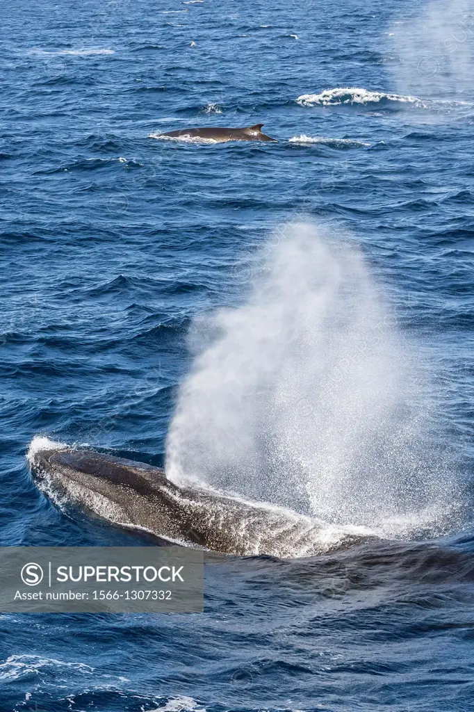 Adult fin whales, Balaenoptera physalus, in high speed pursuit of each other surfacing near Elephant Island, South Shetland Islands, Antarctica, South...