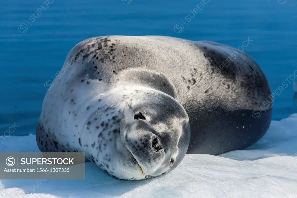 Adult leopard seal, Hydrurga leptonyx, Booth Island, Antarctic Peninsula, Southern Ocean.